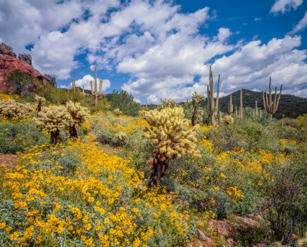 istock SPRINGTIME NEAR THE SUPERSTITION MOUNTAINS PHOENJIX, AZ 1140210630