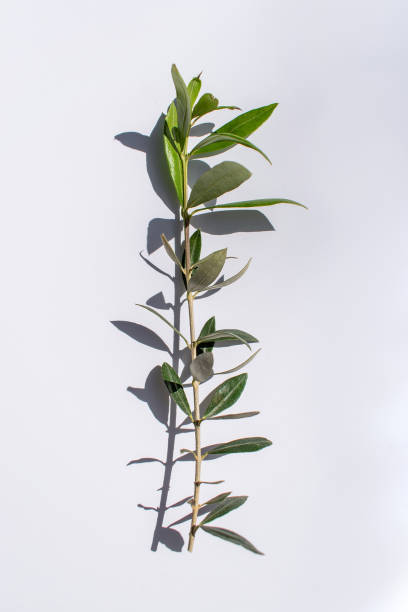 istock olive branch stem in bright sunlight with shadows 1140210706