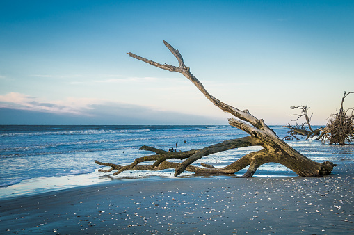 Old driftwood log on the beach sand, toned