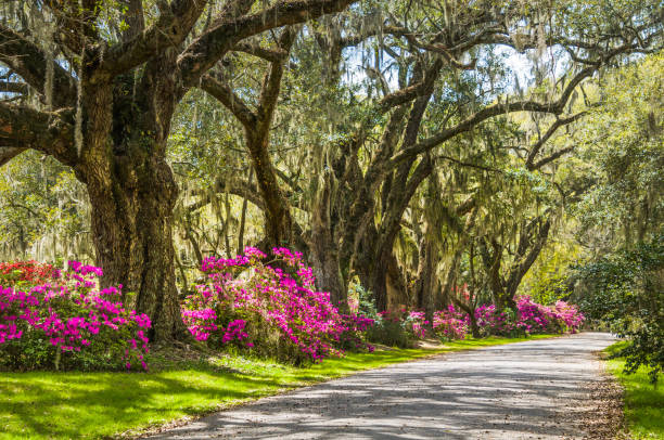 Charleston Byway Spanish moss hangs from massive live oak trees while pink azalea blooms along the edge of a roadway in Charleston, South Carolina. live oak tree stock pictures, royalty-free photos & images