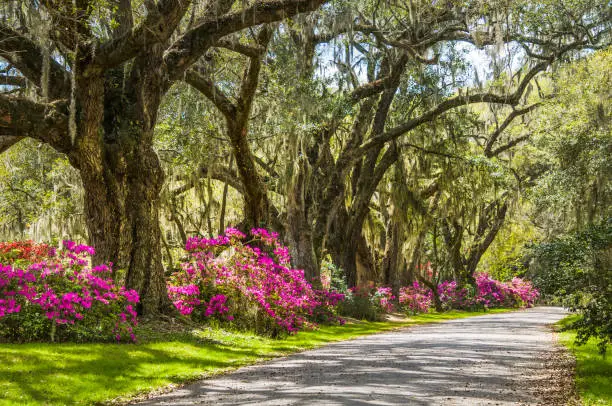 Spanish moss hangs from massive live oak trees while pink azalea blooms along the edge of a roadway in Charleston, South Carolina.