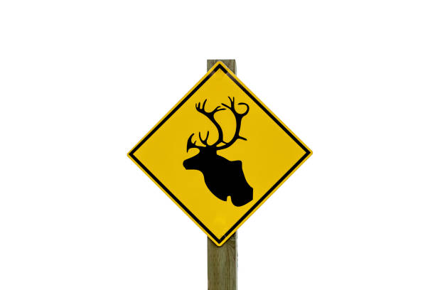 istock Caribou Crossing Sign 1140211085