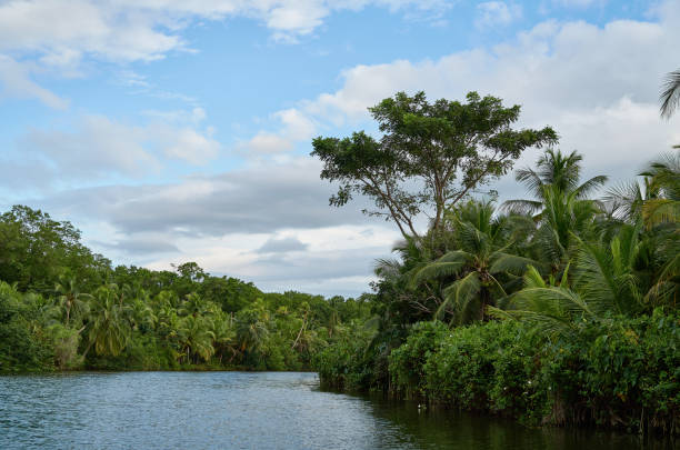 Emerald jungle on the river Rio Diablo stock photo
