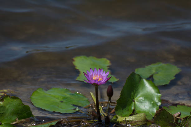 2019, January. Florianopolis, Brazil. Purple lotus flower on a small lake.