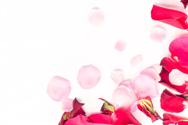 istock Rose flowers petals on white background. Valentines day background. Flat lay, top view, copy space. 1140213844