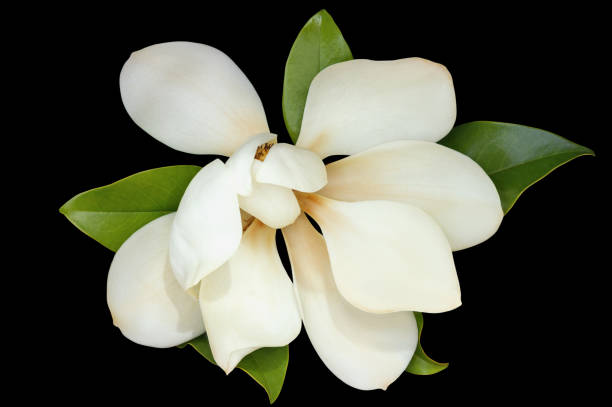 istock Springtime. One flower of magnolia isolated on black background 1140213932