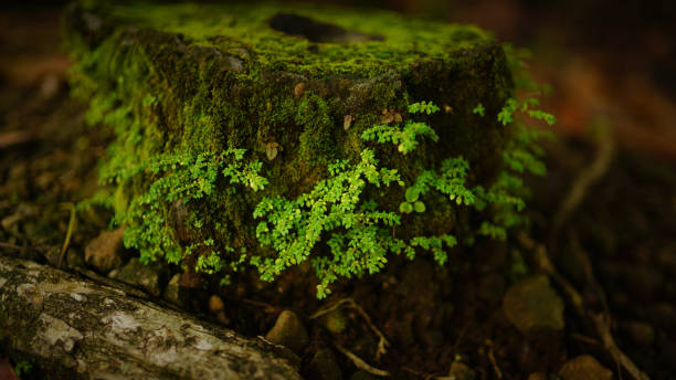 Bright green moss background textured in nature stock photo