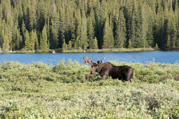 istock Bull Moose in velvet grazing at sunrise 1140214610