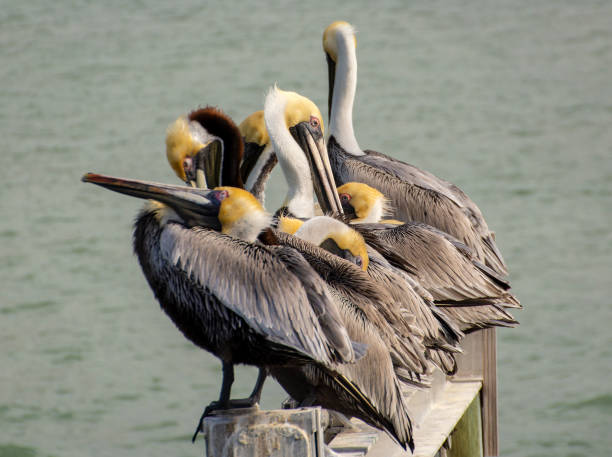 istock A group of Pelicans sleeping and preening together 1140214612