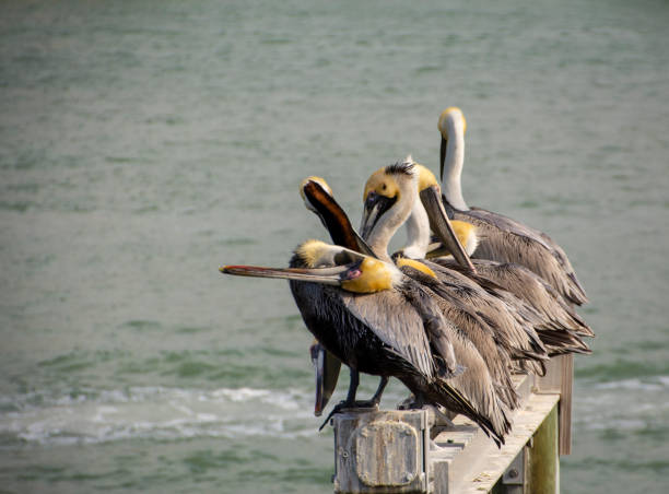 istock A group of Pelicans sleeping and preening together 1140214616