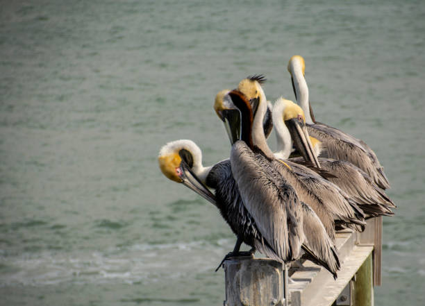 istock A group of Pelicans sleeping and preening together 1140214620