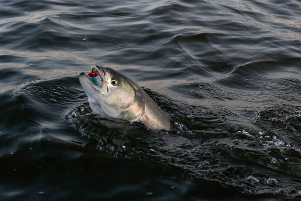 istock Long Island Fishing 1140215205