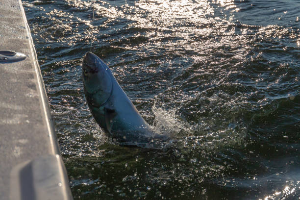 istock Long Island Fishing 1140215223