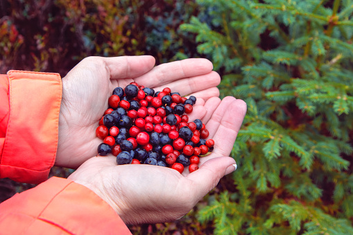 A handful of berries in the palms of a tourist woman on the background of forest