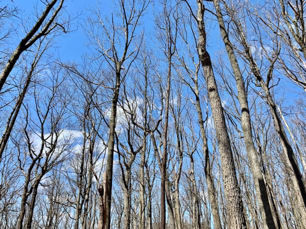 istock Early Spring along Trail in Woods 1140215428