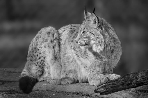 Beautiful Lynx resting in the sun in black and white