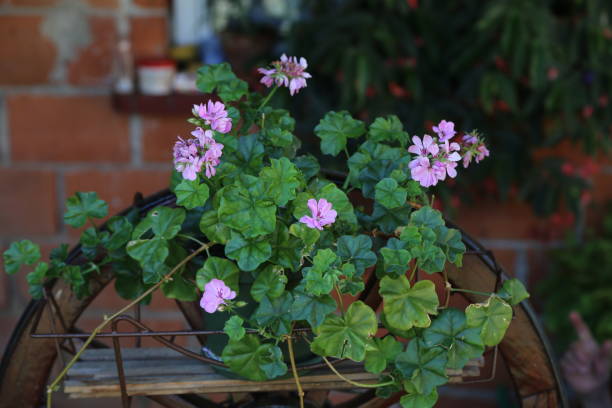 istock Beautiful flowers in the garden 1140217793