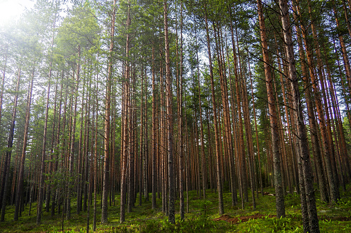 The mystical nature of the wild forest. The landscape of Northern coniferous trees with long trunks.