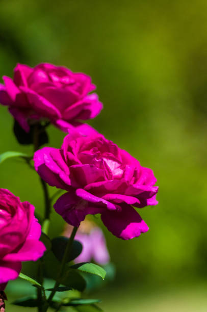 istock Purple Rose flower. Nature. close up, selective focus 1140219411