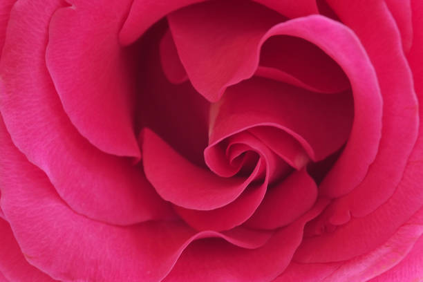 istock Gentle pink rose with buds in the morning garden - macro. 1140219607