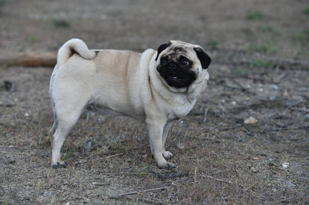 istock carlino dog in the field 1140220930