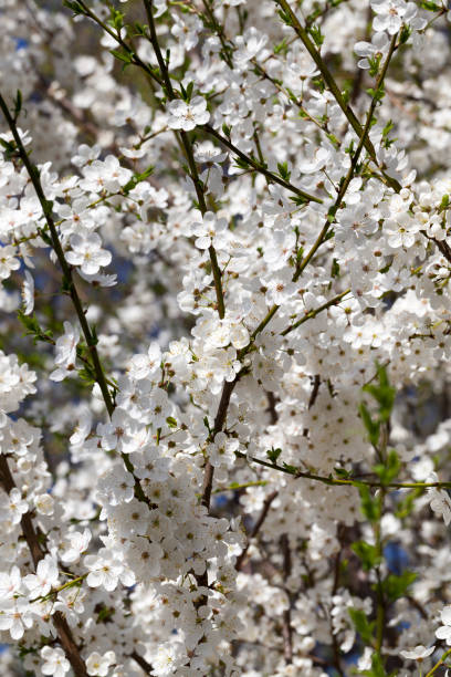 istock Flowering branches of fruit trees 1140221154