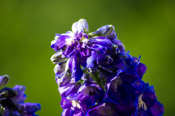 istock a bouquet of bright spring flowers of various types 1140221416