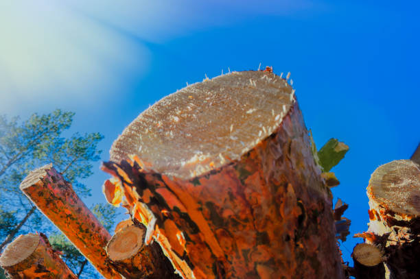 birch forest