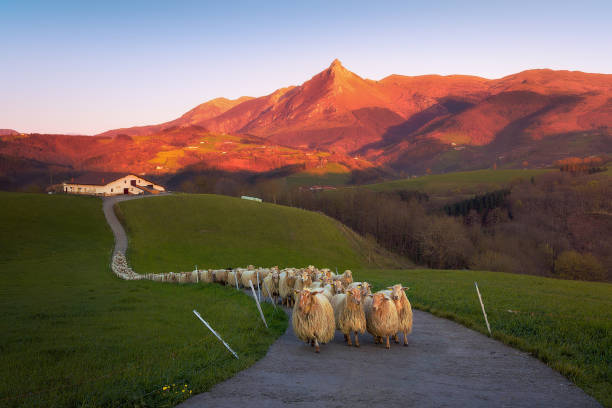 flock of Sheep in Lazkaomendi with view of Txindoki mountain flock of Sheep in Lazkaomendi with view of Txindoki mountain comunidad autonoma del pais vasco stock pictures, royalty-free photos & images