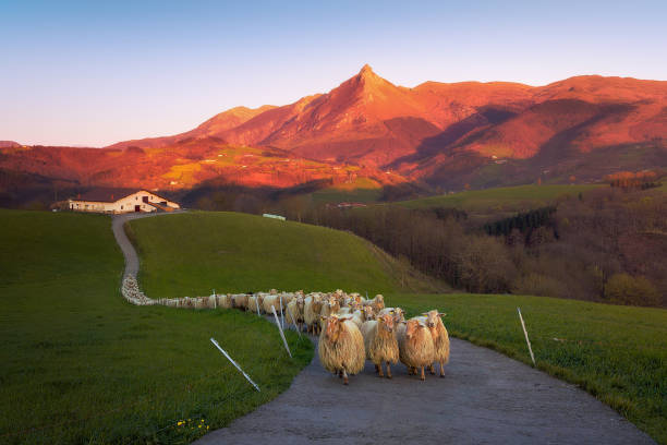 flock of sheep in lazkaomendi with view of txindoki mountain - comunidade autónoma do país basco imagens e fotografias de stock