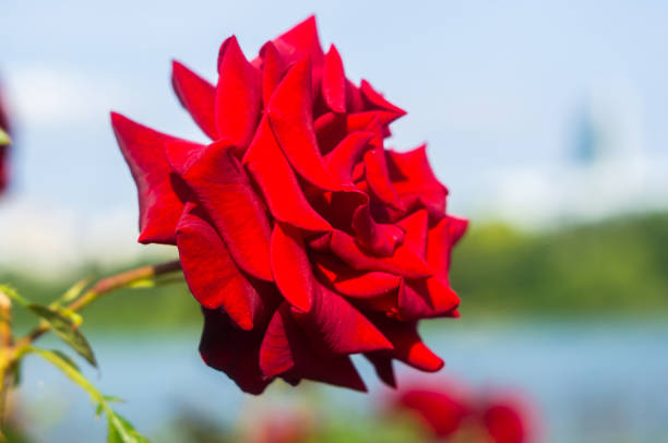 Red Rose flower on urban background. Nature.