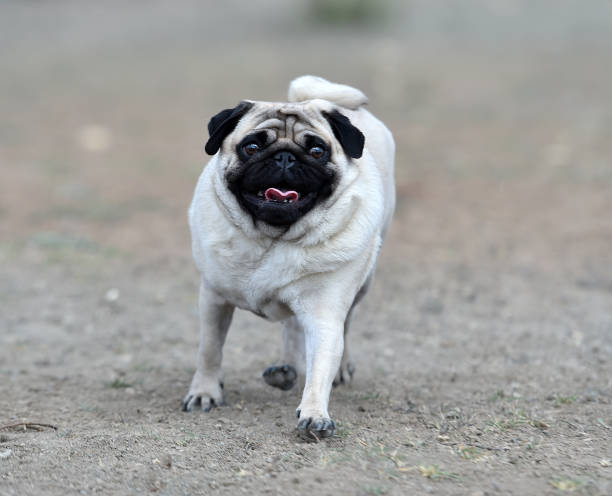 istock carlino dog in the field 1140223916
