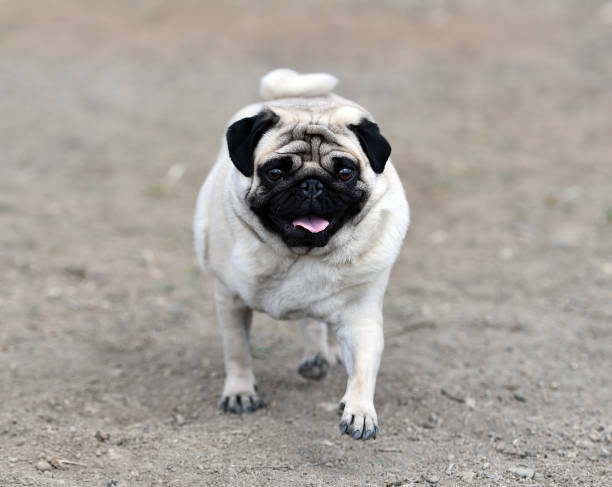istock carlino dog in the field 1140223921