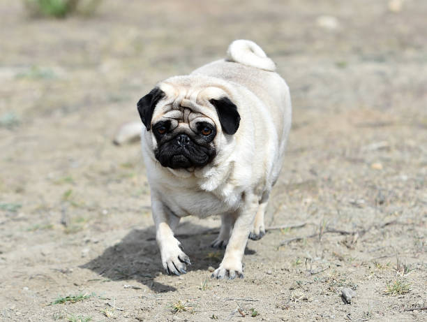 istock carlino dog in the field 1140223922