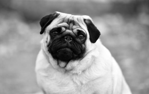 istock Pug carlino dog 1140223950
