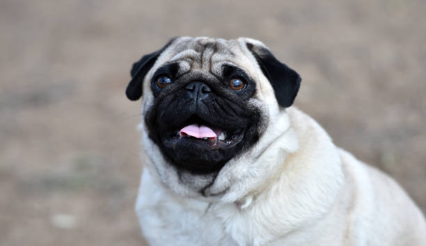 istock Pug carlino dog 1140223979