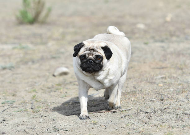 istock carlino dog in the field 1140223987