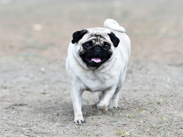 istock Carlino dog in the field 1140224002