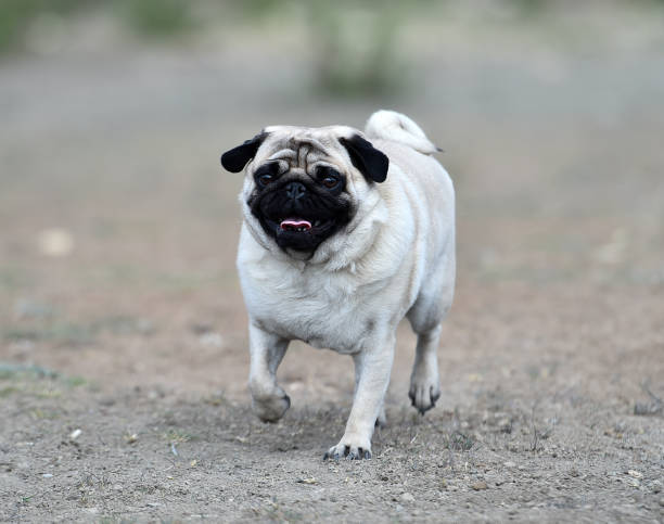istock Carlino dog in the field 1140224003