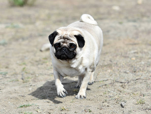 istock Carlino dog in the field 1140224030