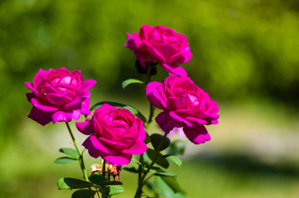 istock Purple Rose flower. Nature. close up, selective focus 1140224051