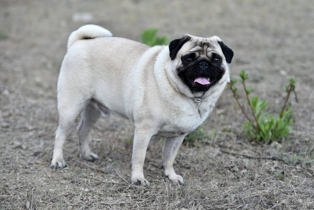 istock Carlino dog in the field 1140224127
