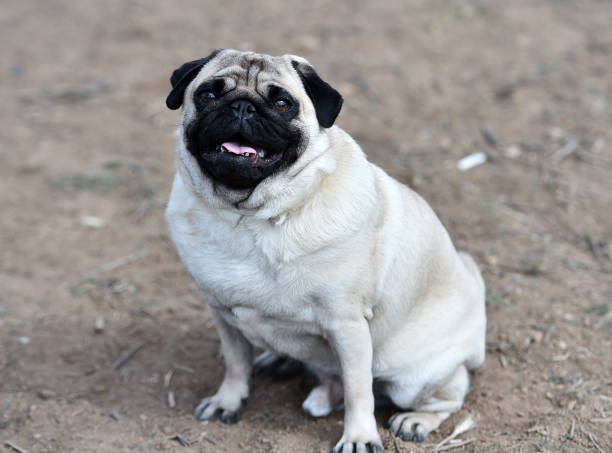istock Carlino dog in the field 1140224177