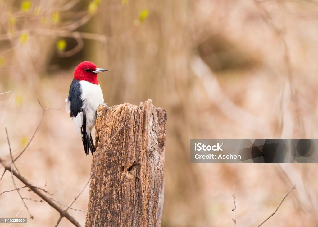Red-headed woodpecker Red-headed woodpecker sitting on an old fence post Redhead Stock Photo