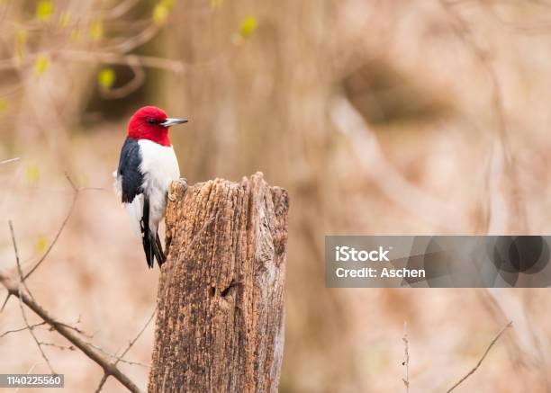 Redheaded Woodpecker Stock Photo - Download Image Now - Redhead, Woodpecker, Animal