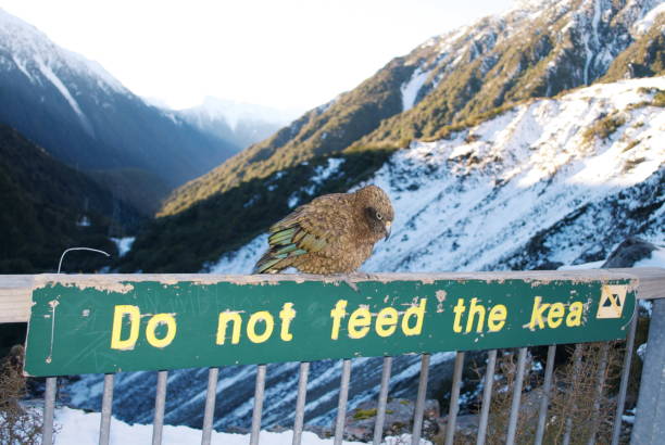 istock Kea, New Zealand's Endangered Alpine Parrot 1140226709