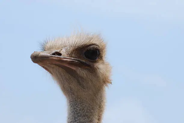Ostrich face against a blue sky in Aruba.