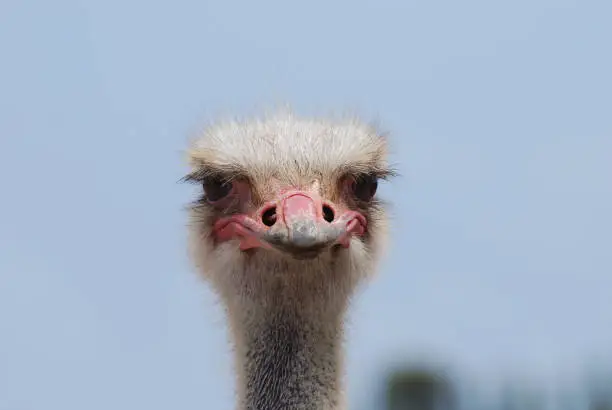 Great pink bill on the face of an ostrich up close and personal.