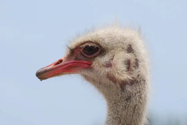 Ostrich with bald spots on the side of his head.