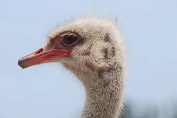Pink bald spots on the head of an ostrich.